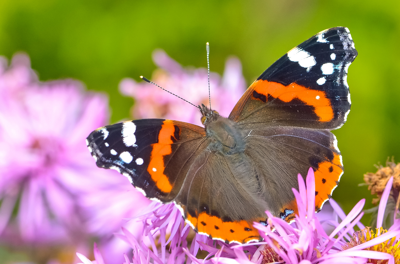 Schmetterling