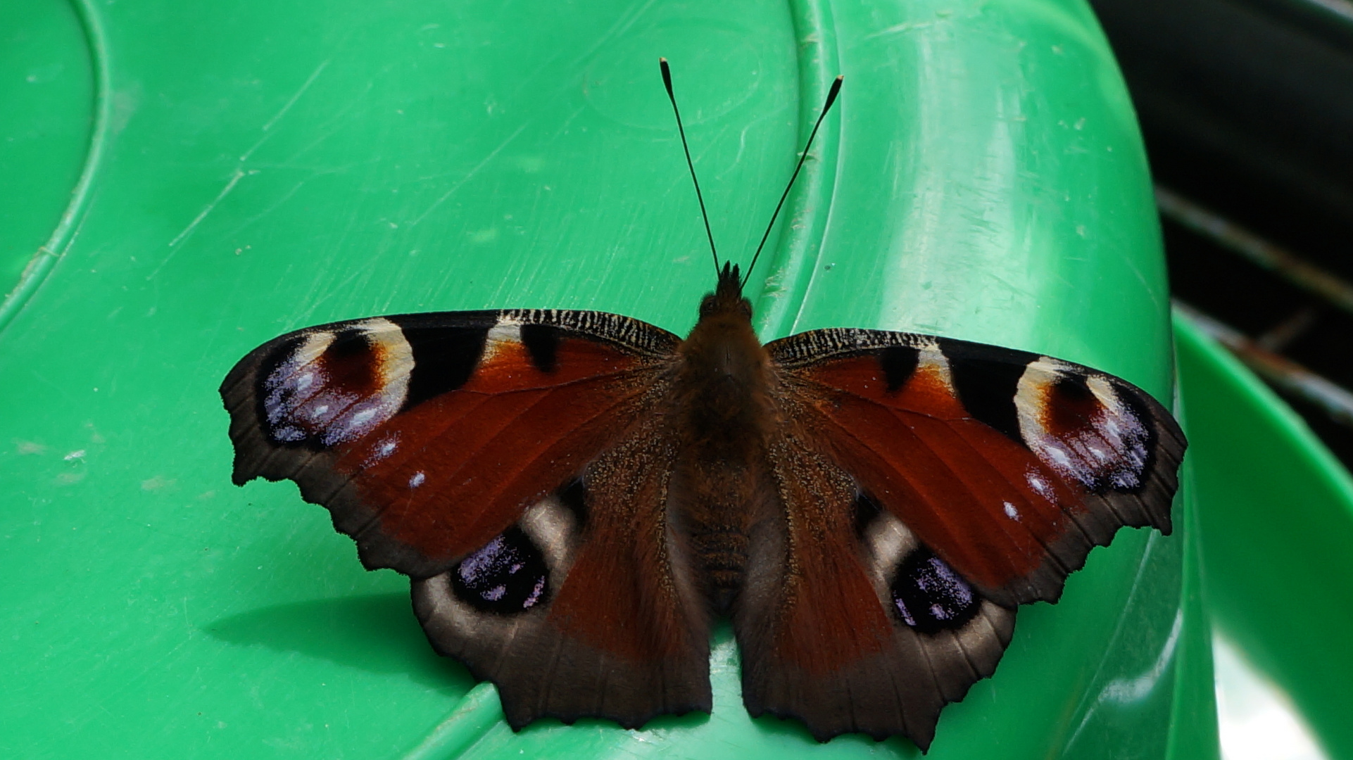 Schmetterling