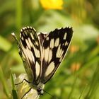 Schmetterling