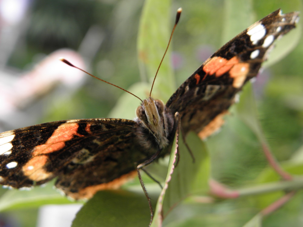 Schmetterling