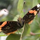 Schmetterling