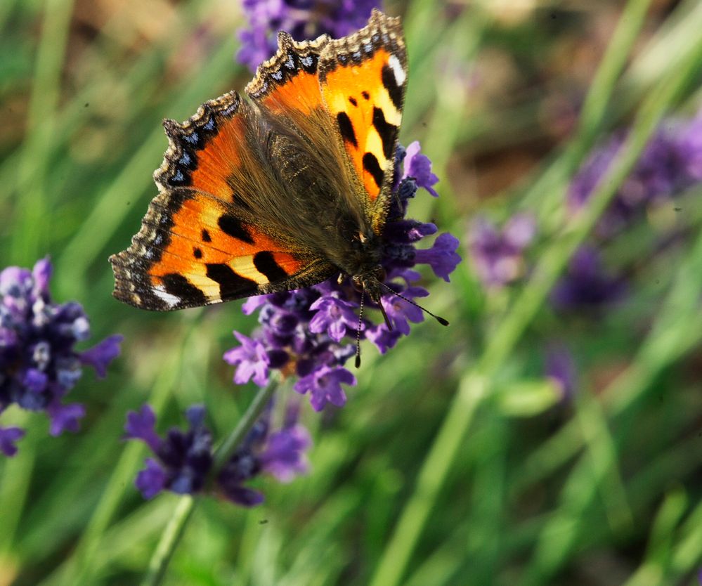 Schmetterling