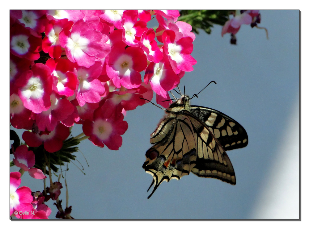 Schmetterling