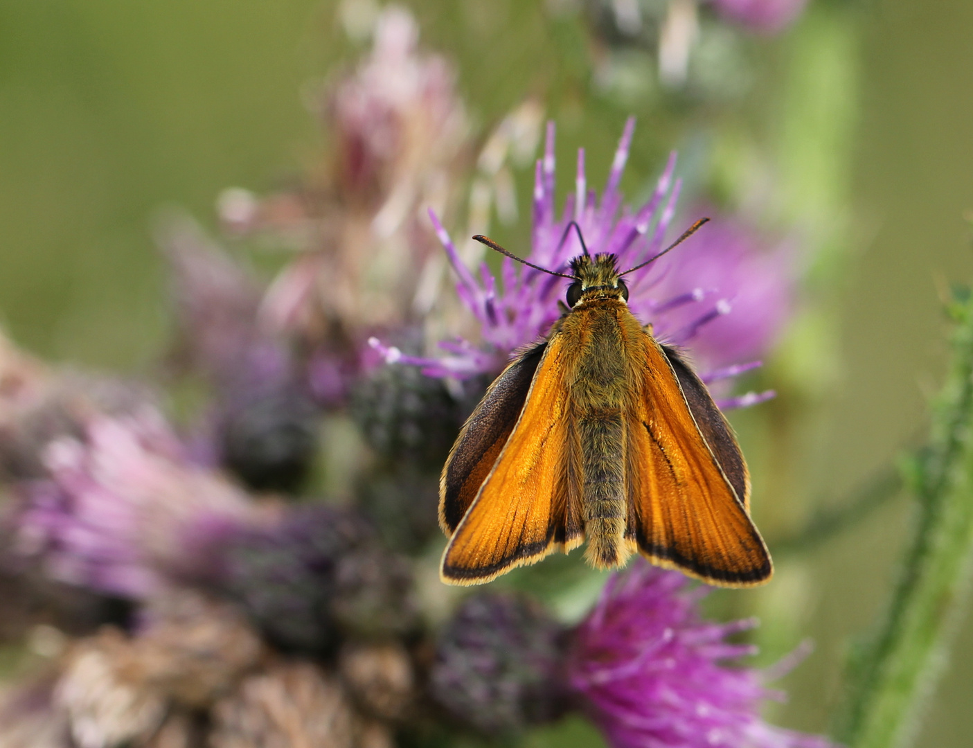 Schmetterling