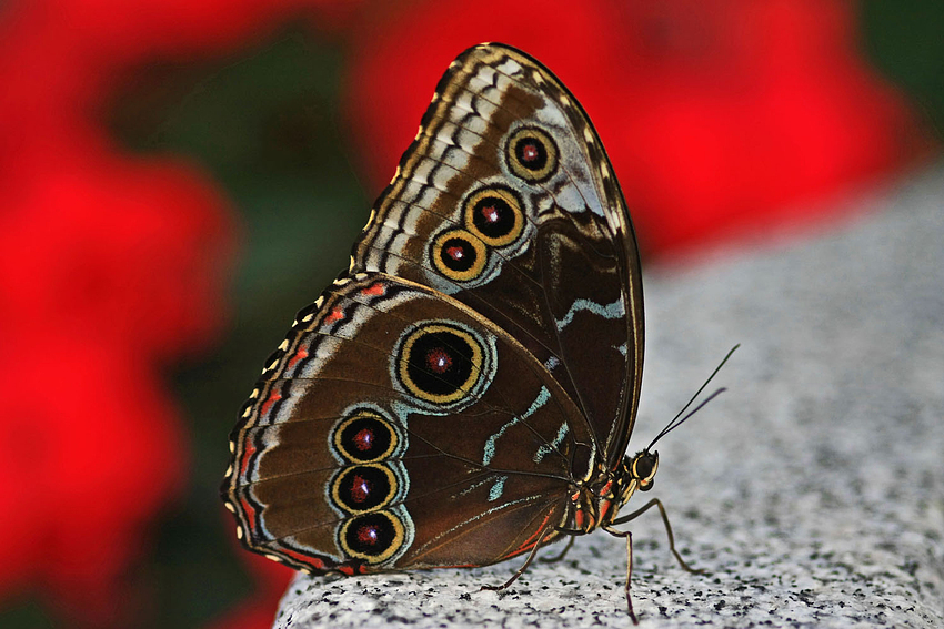 Schmetterling