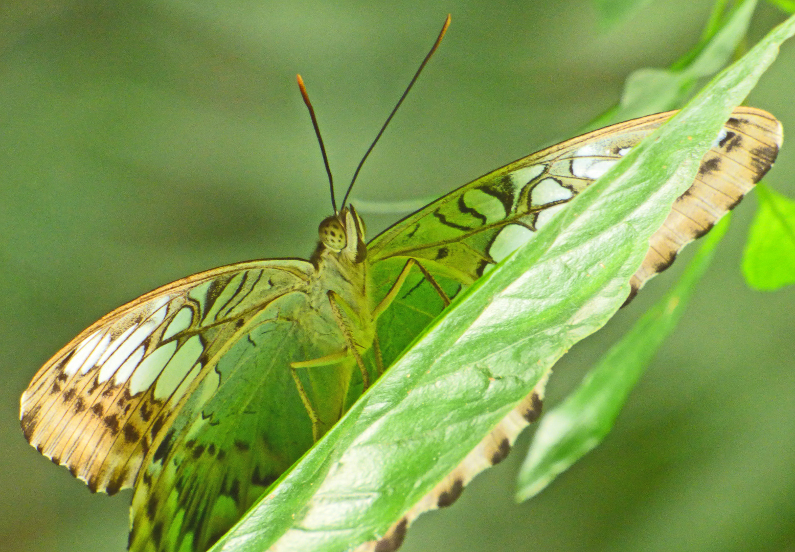 Schmetterling