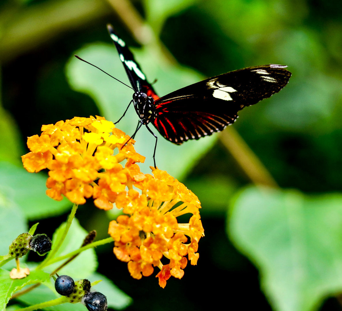 Schmetterling