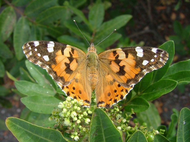 Schmetterling