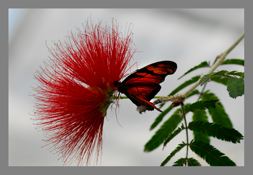 Schmetterling