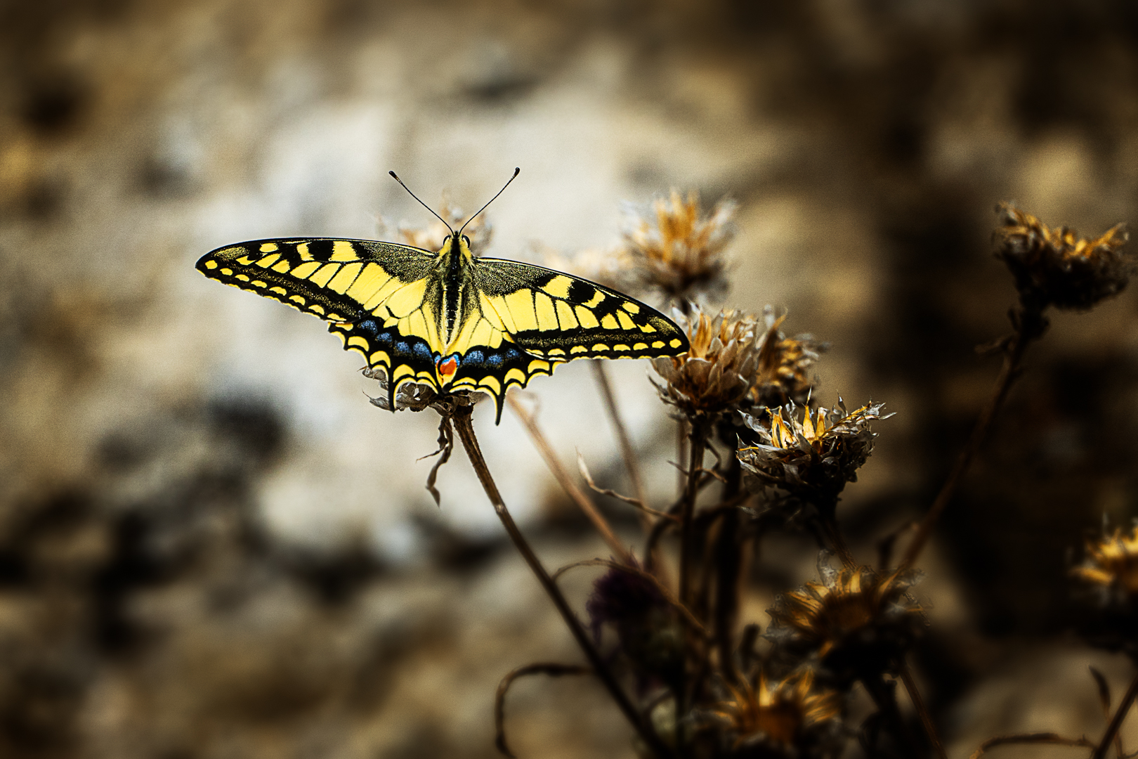 Schmetterling