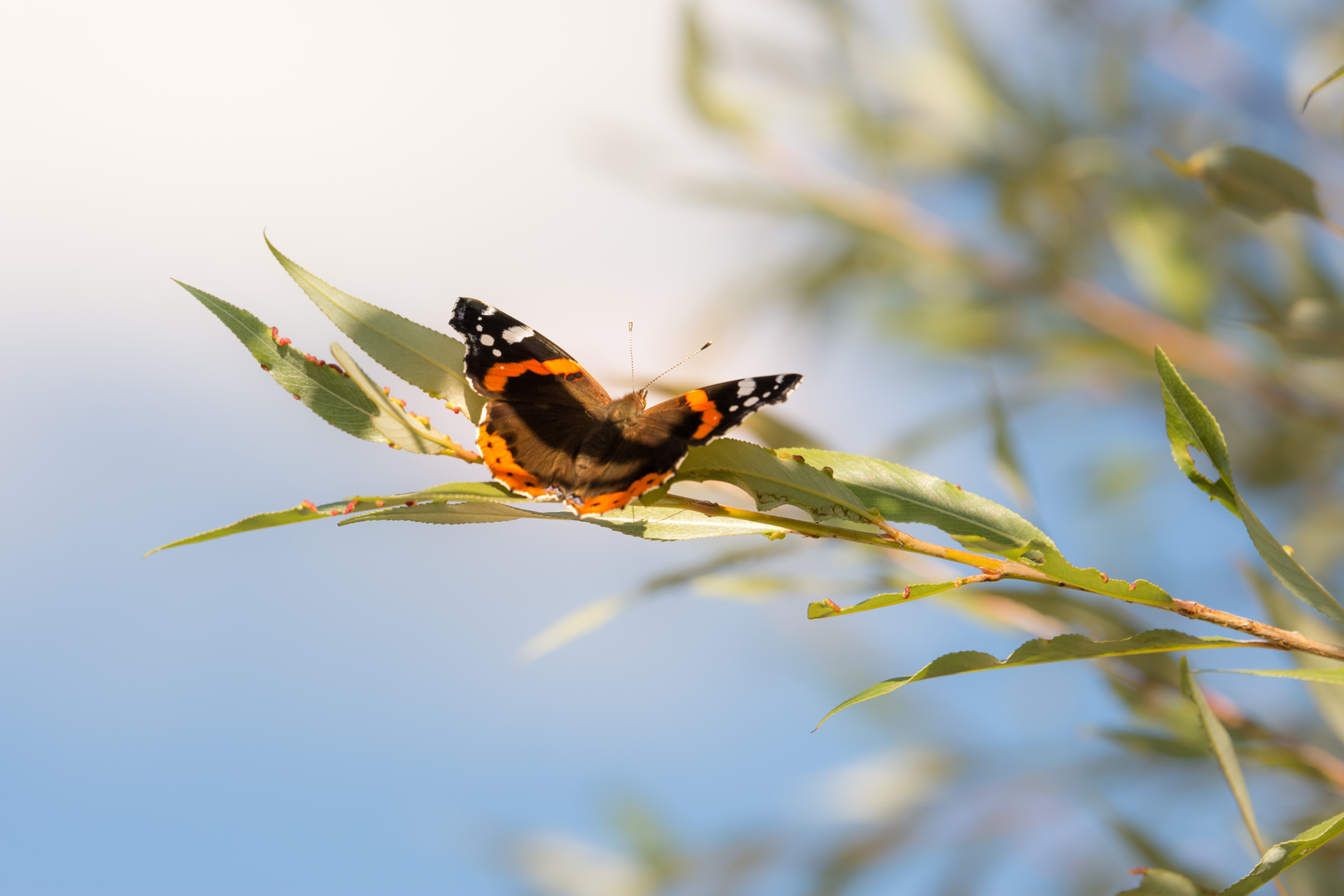 Schmetterling