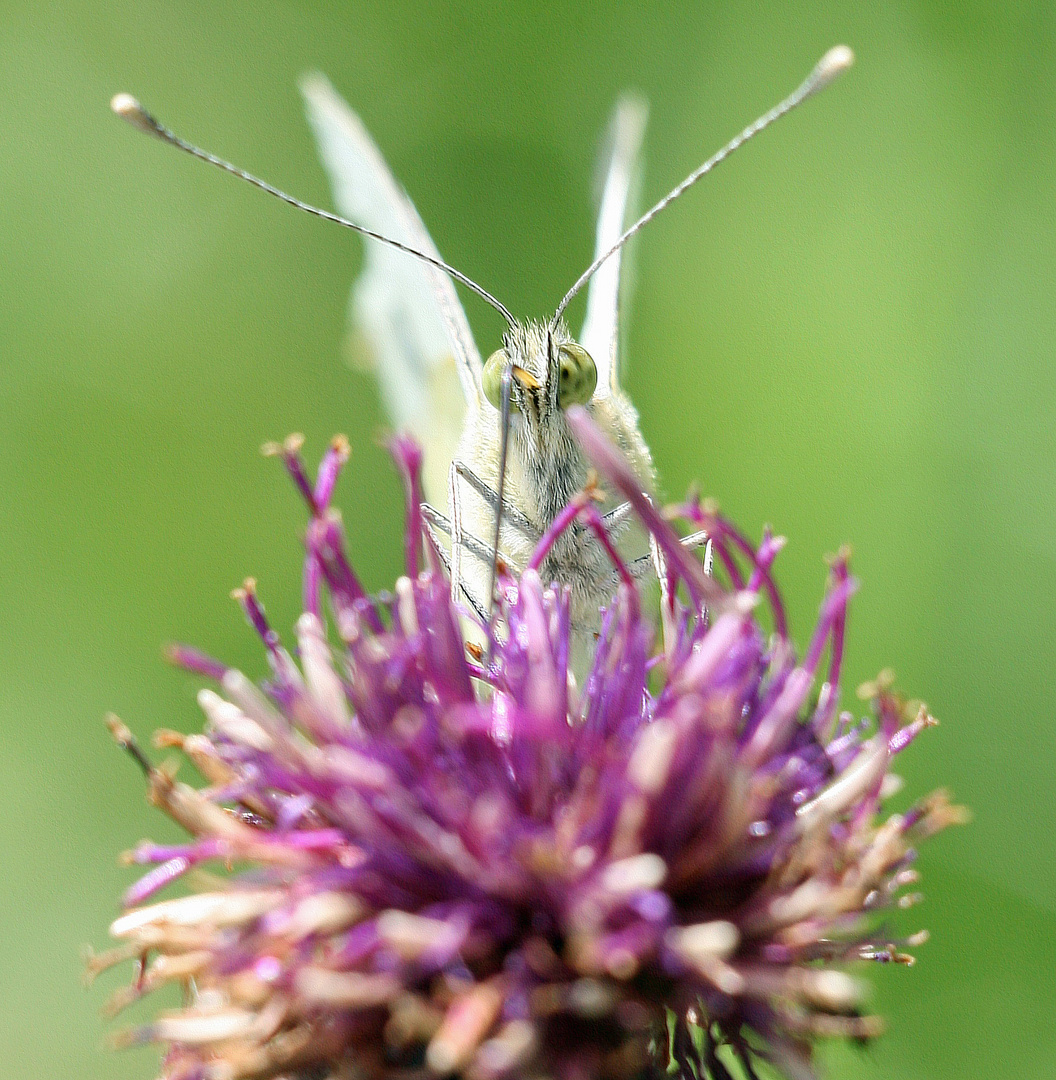 Schmetterling