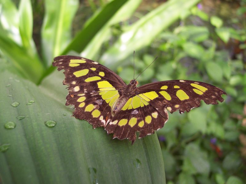 Schmetterling