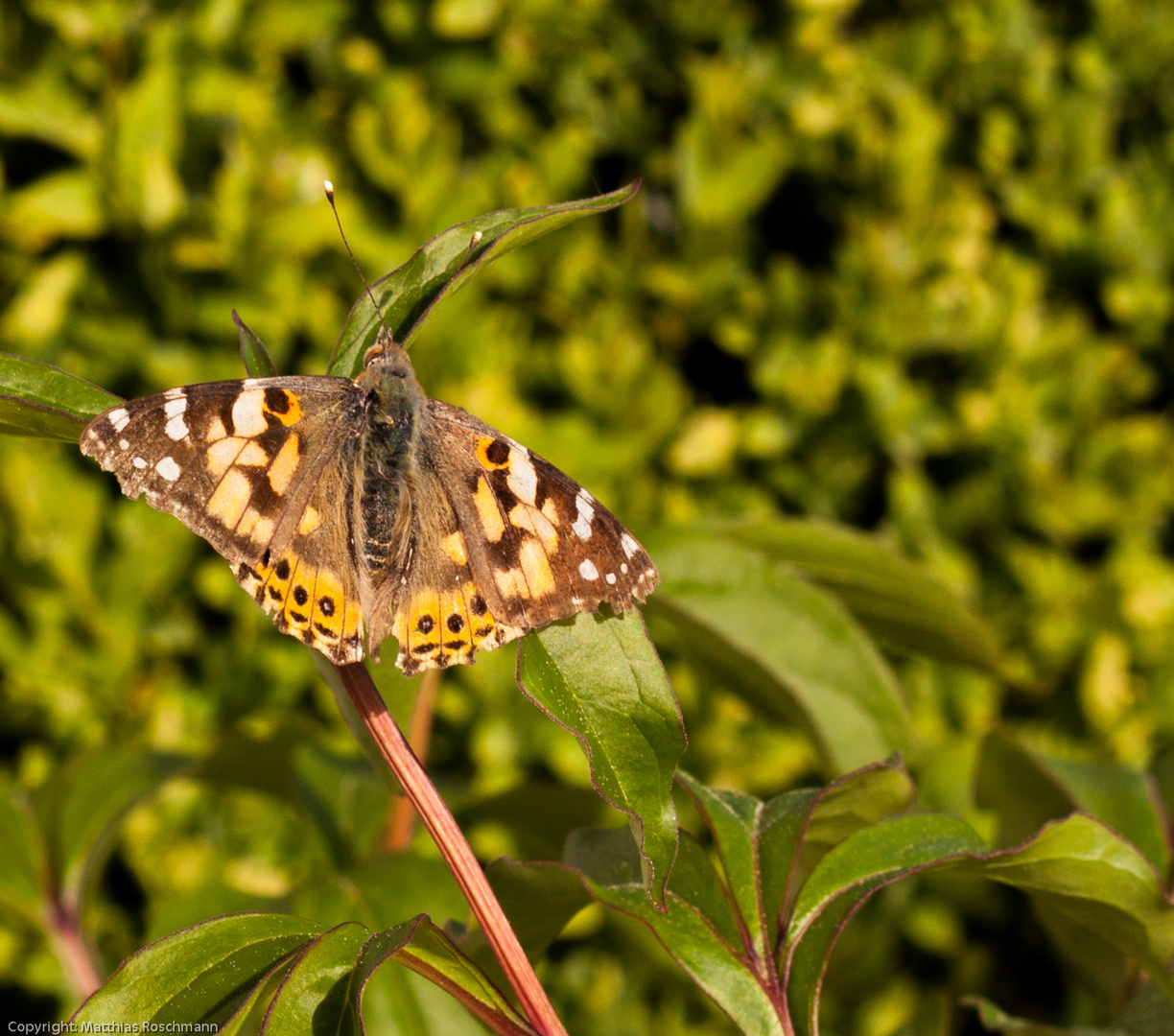 Schmetterling