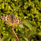 Schmetterling