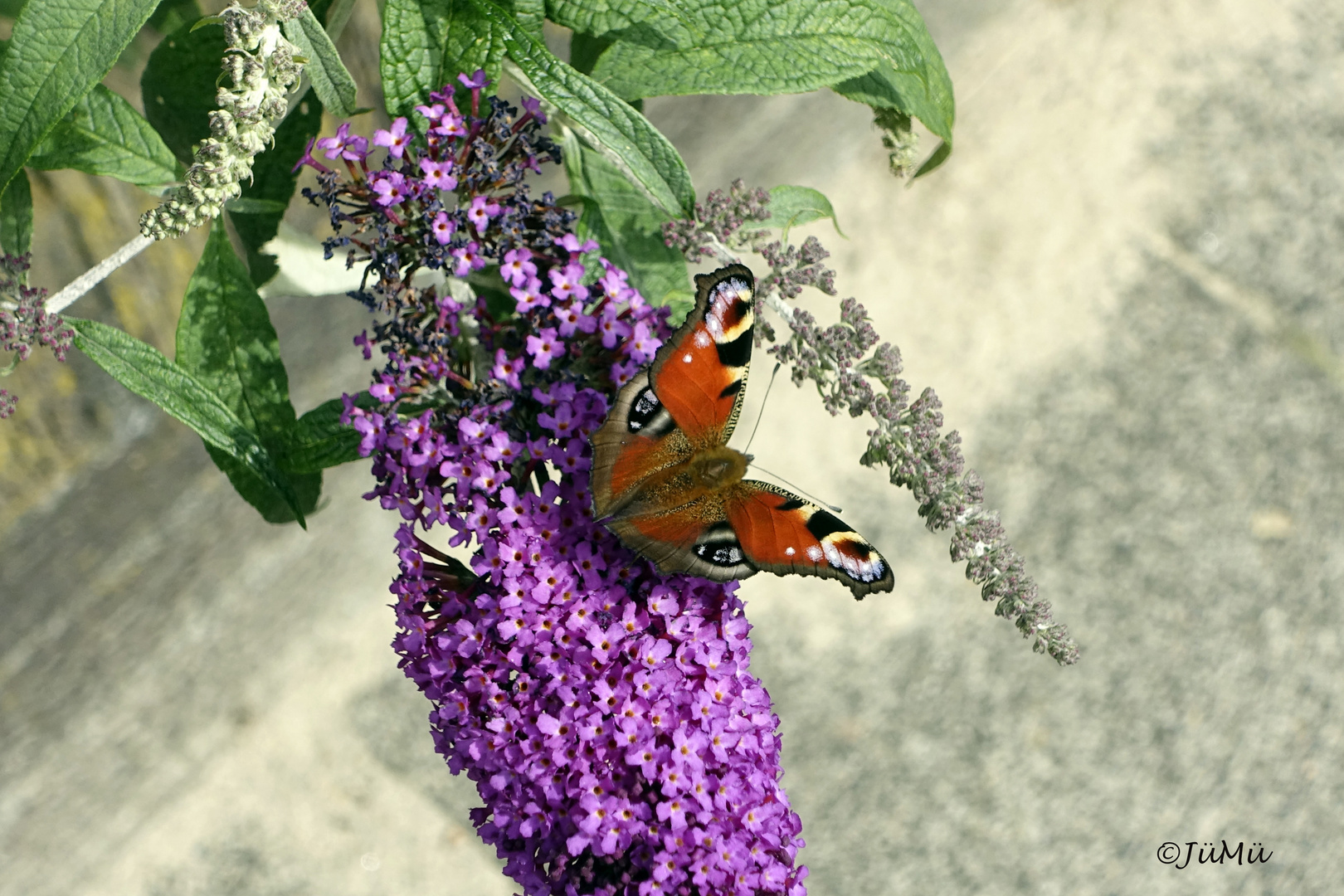 Schmetterling