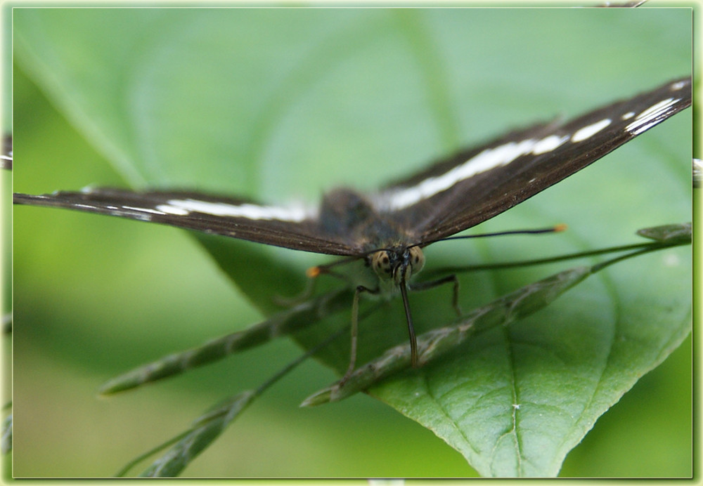 Schmetterling