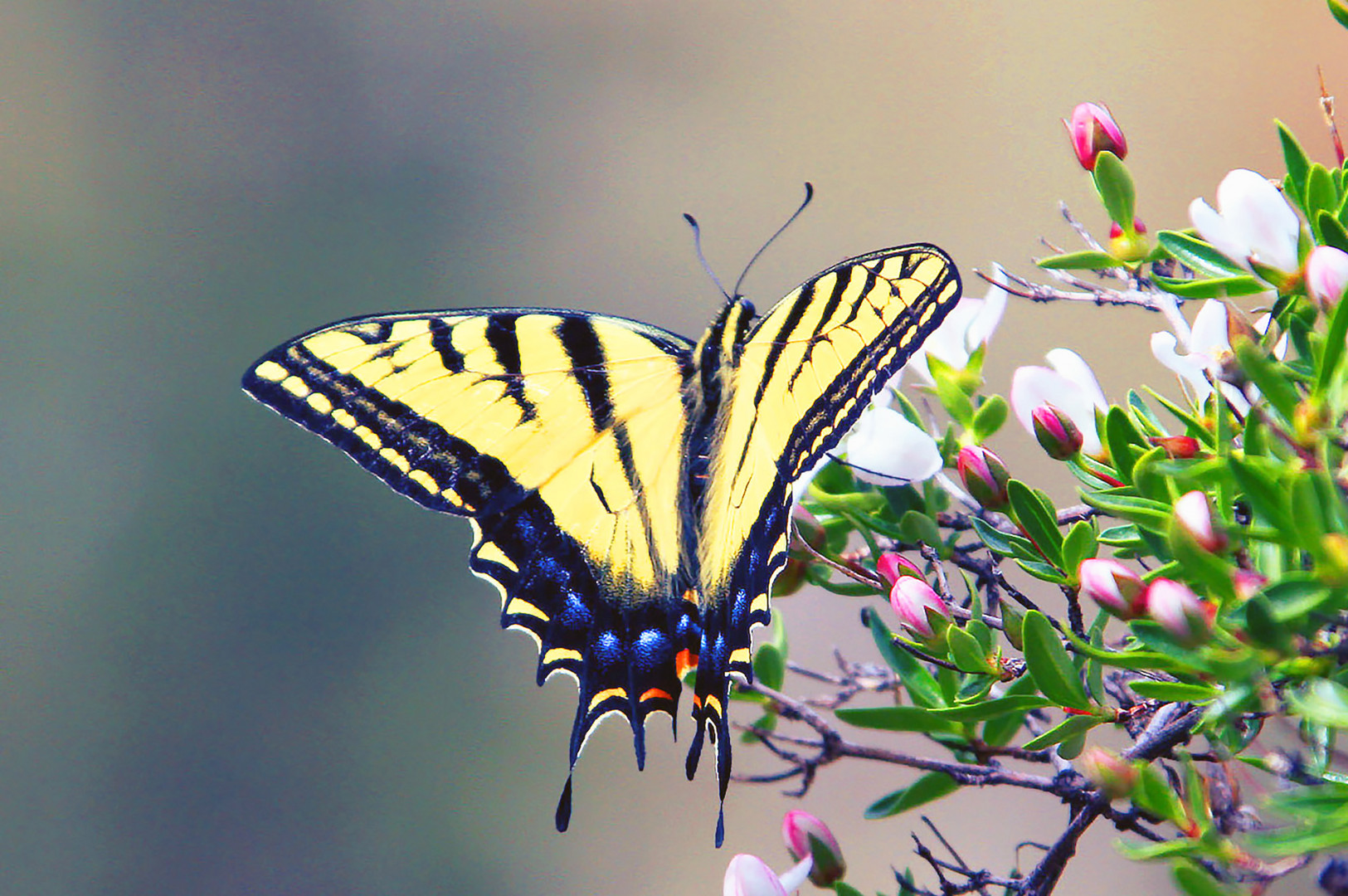 Schmetterling