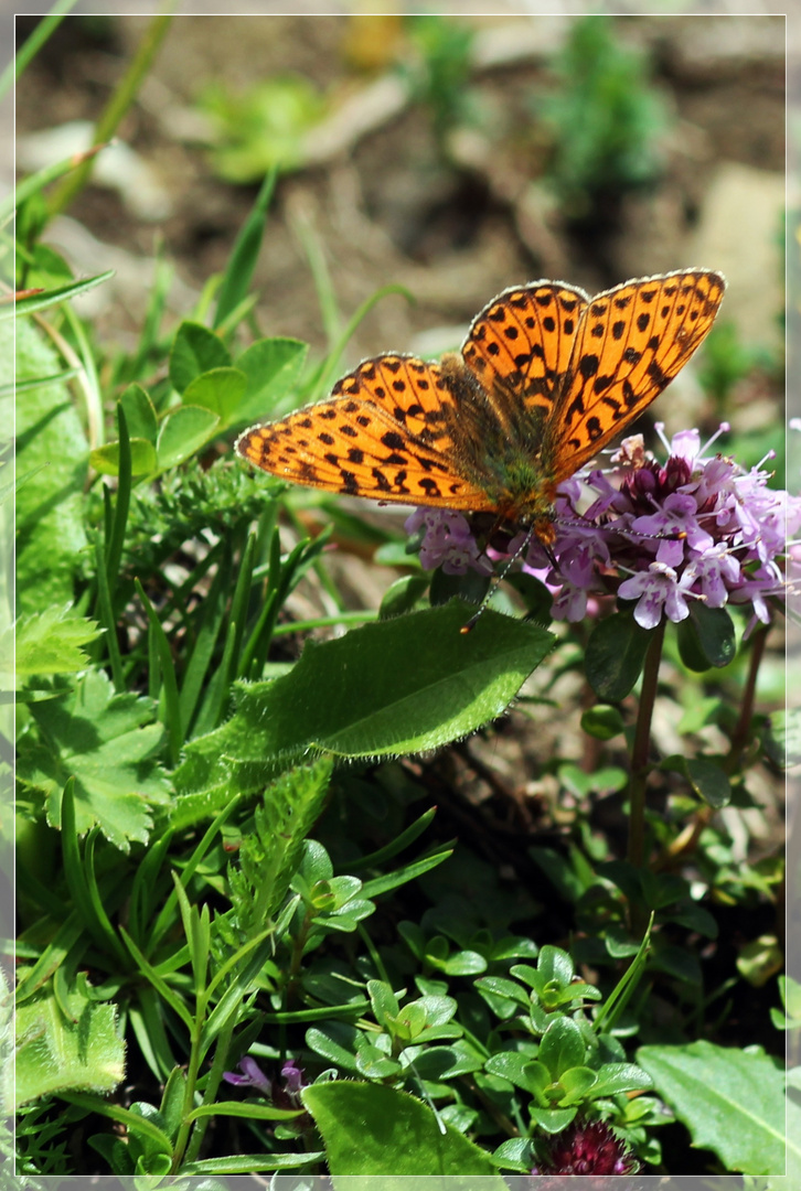 Schmetterling