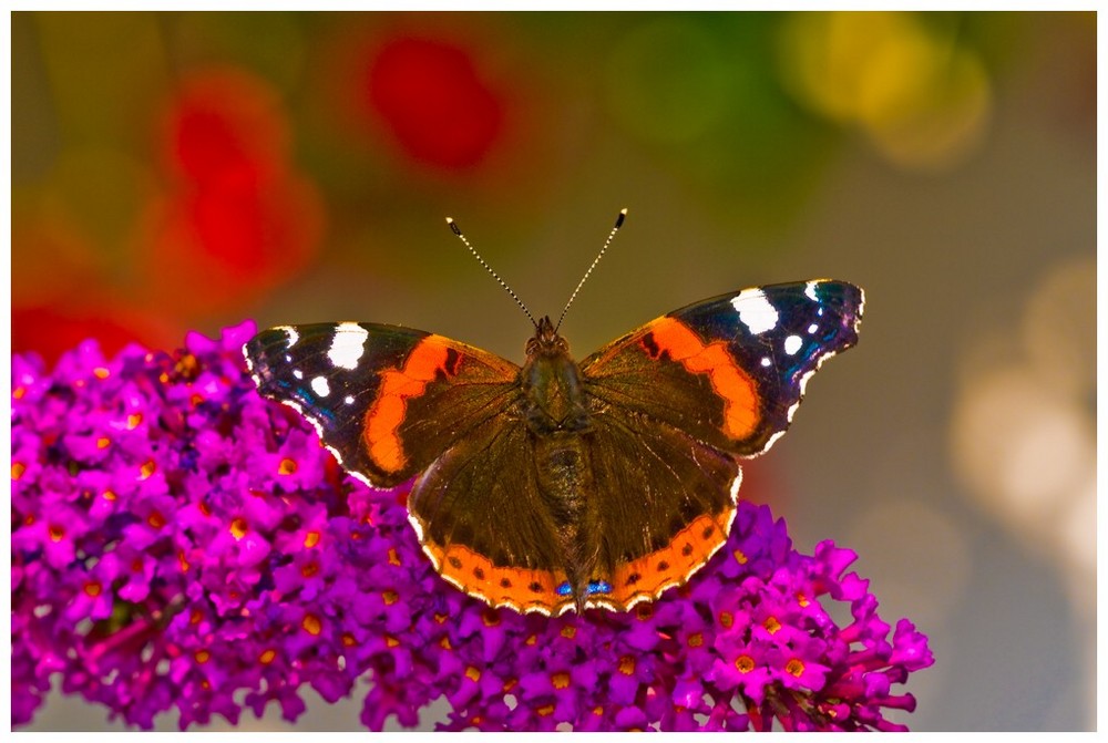 Schmetterling#