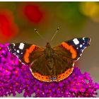 Schmetterling#