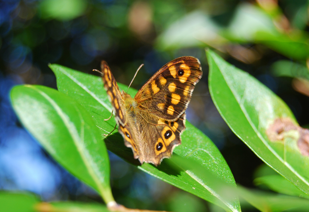 Schmetterling