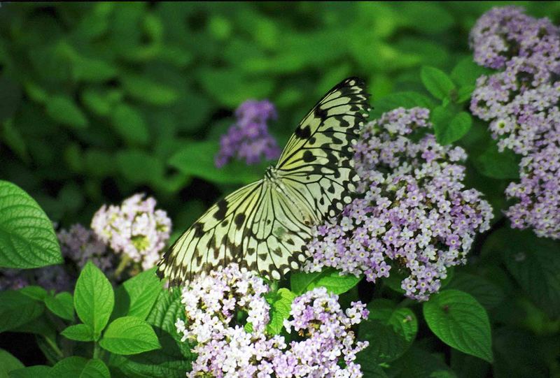 Schmetterling