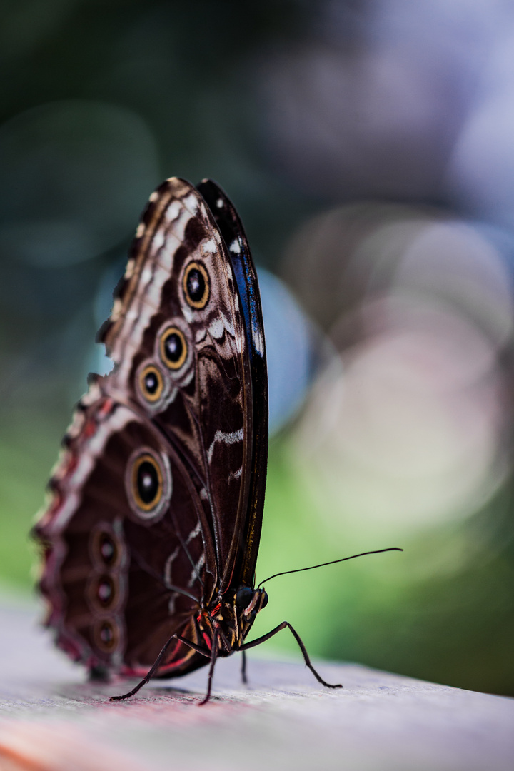 Schmetterling