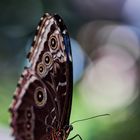 Schmetterling