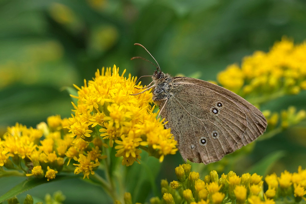 Schmetterling