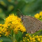 Schmetterling