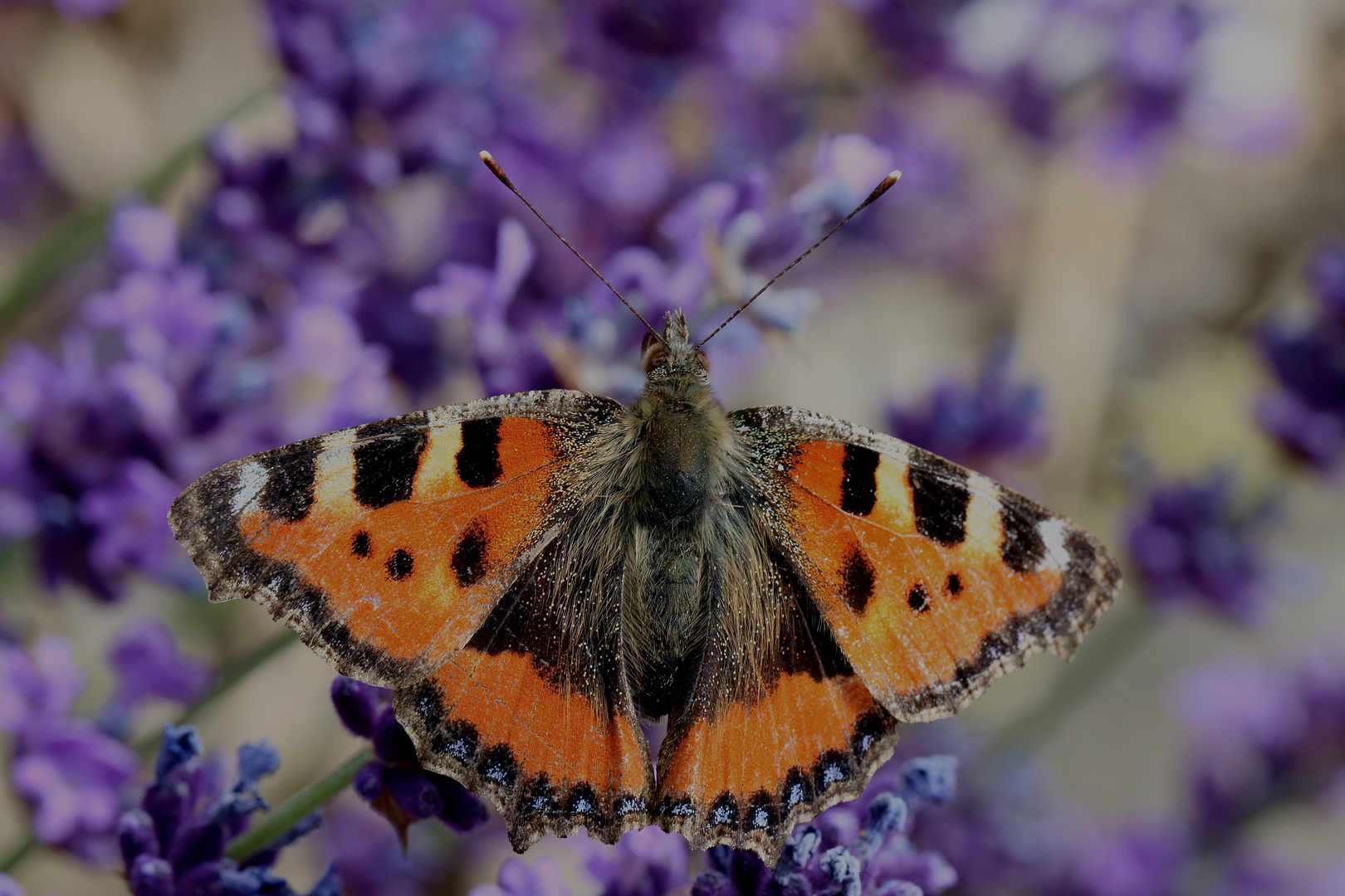 Schmetterling