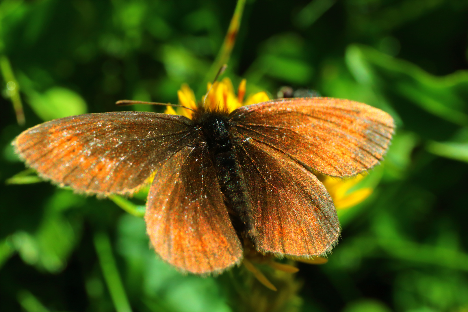 Schmetterling