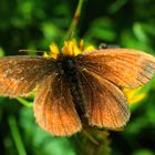 Schmetterling