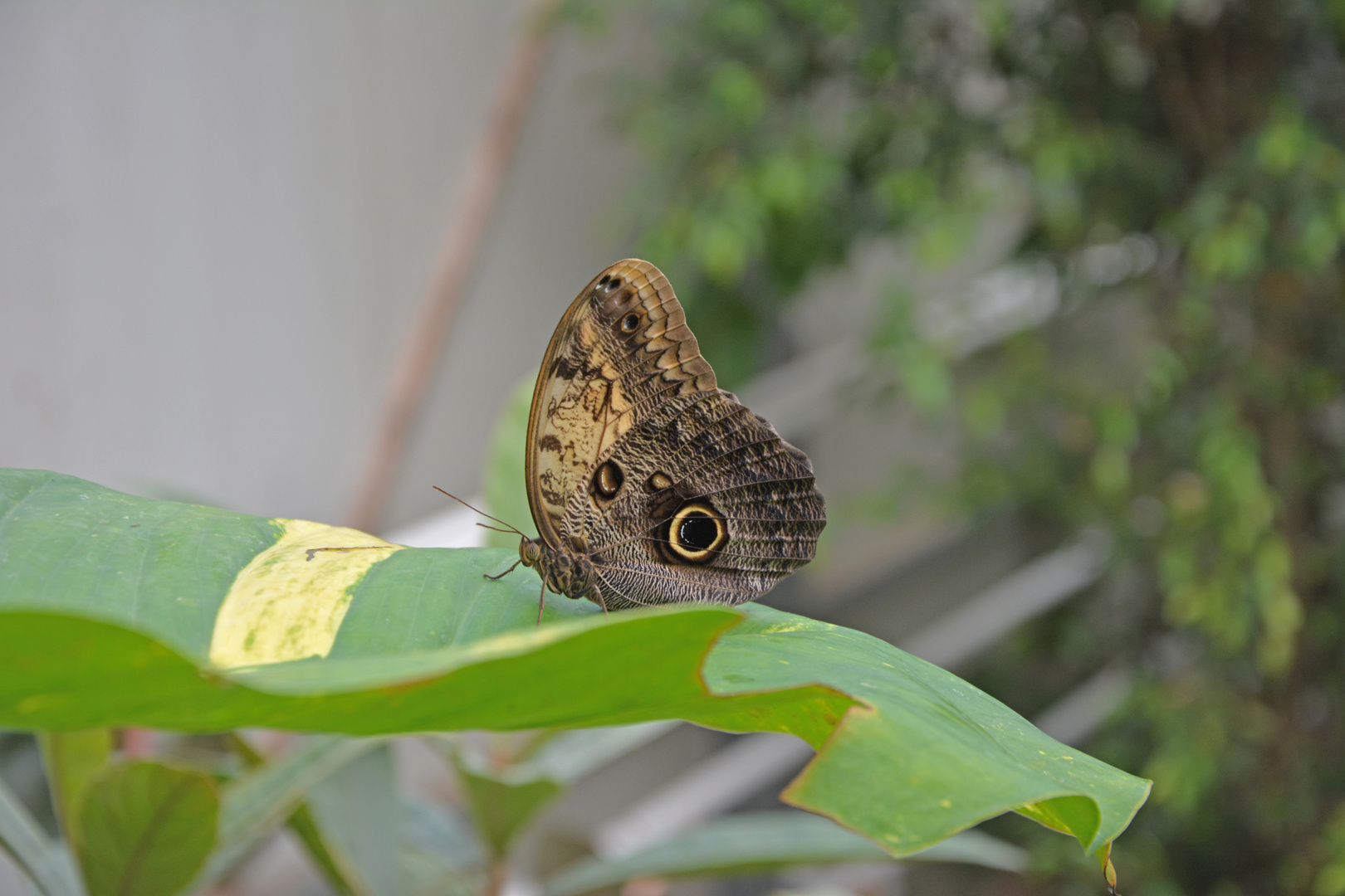 Schmetterling