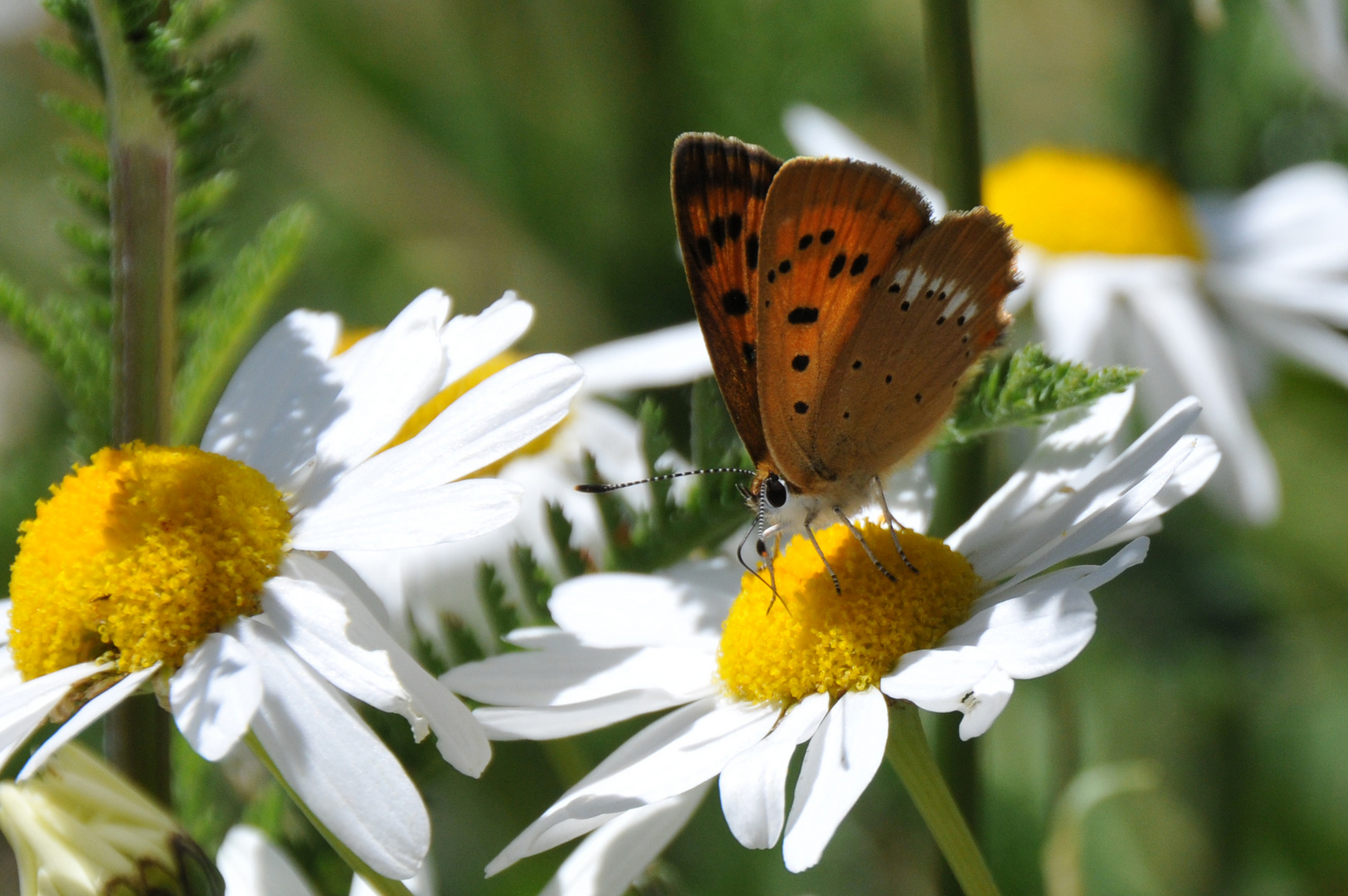 Schmetterling