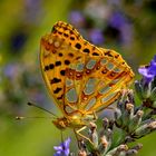 Schmetterling