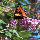 Schmetterling