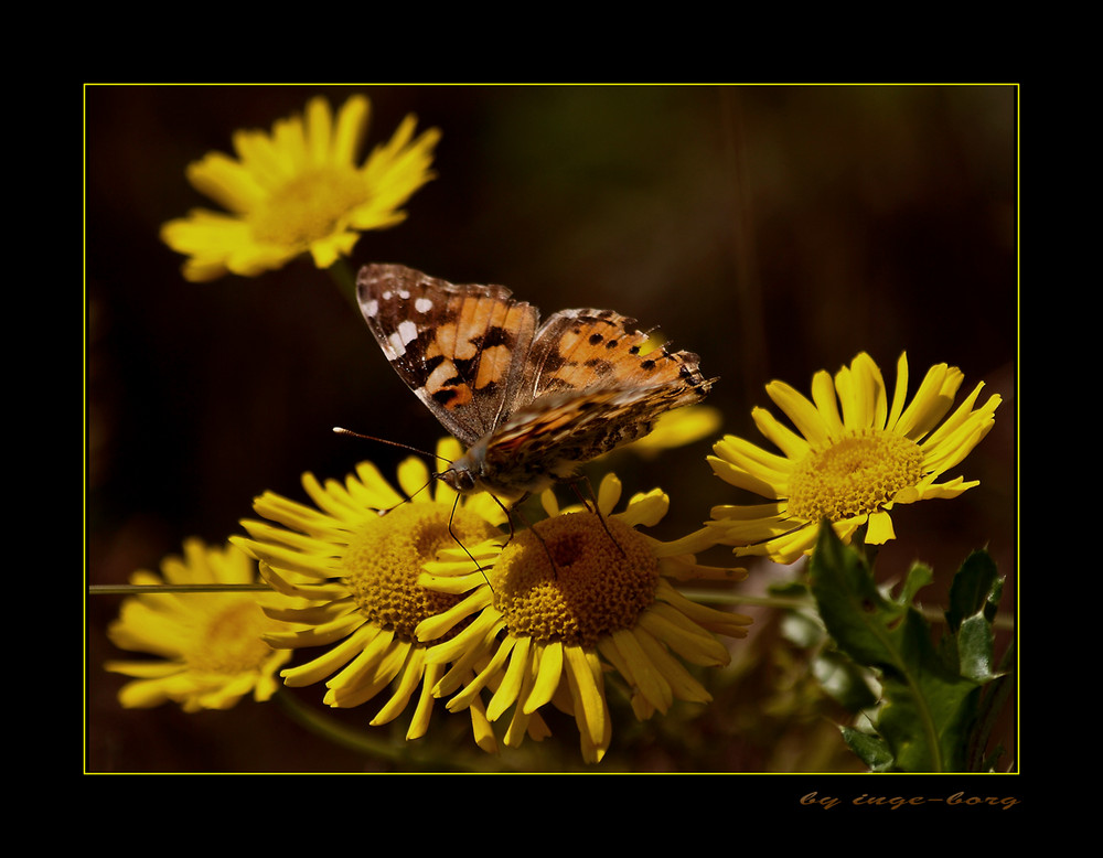 Schmetterling