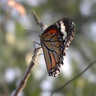 Schmetterling