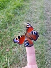 Schmetterling