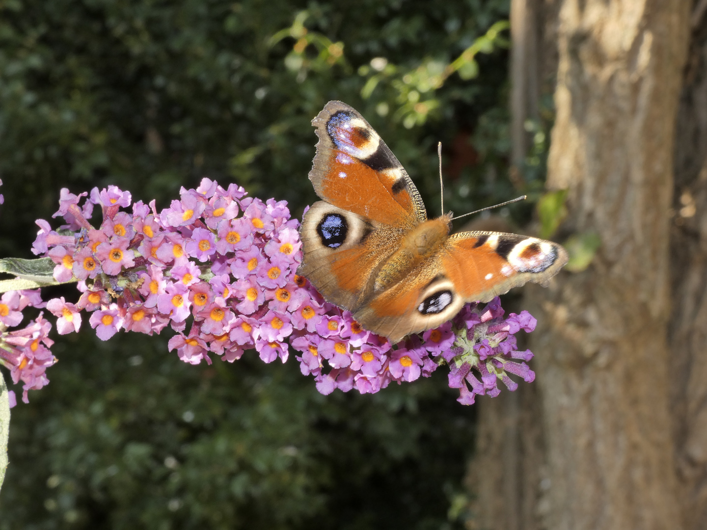 Schmetterling