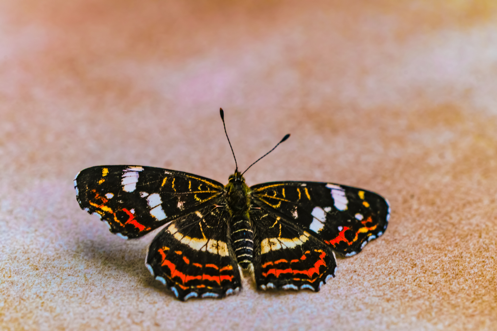 Schmetterling