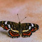 Schmetterling