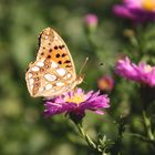 Schmetterling