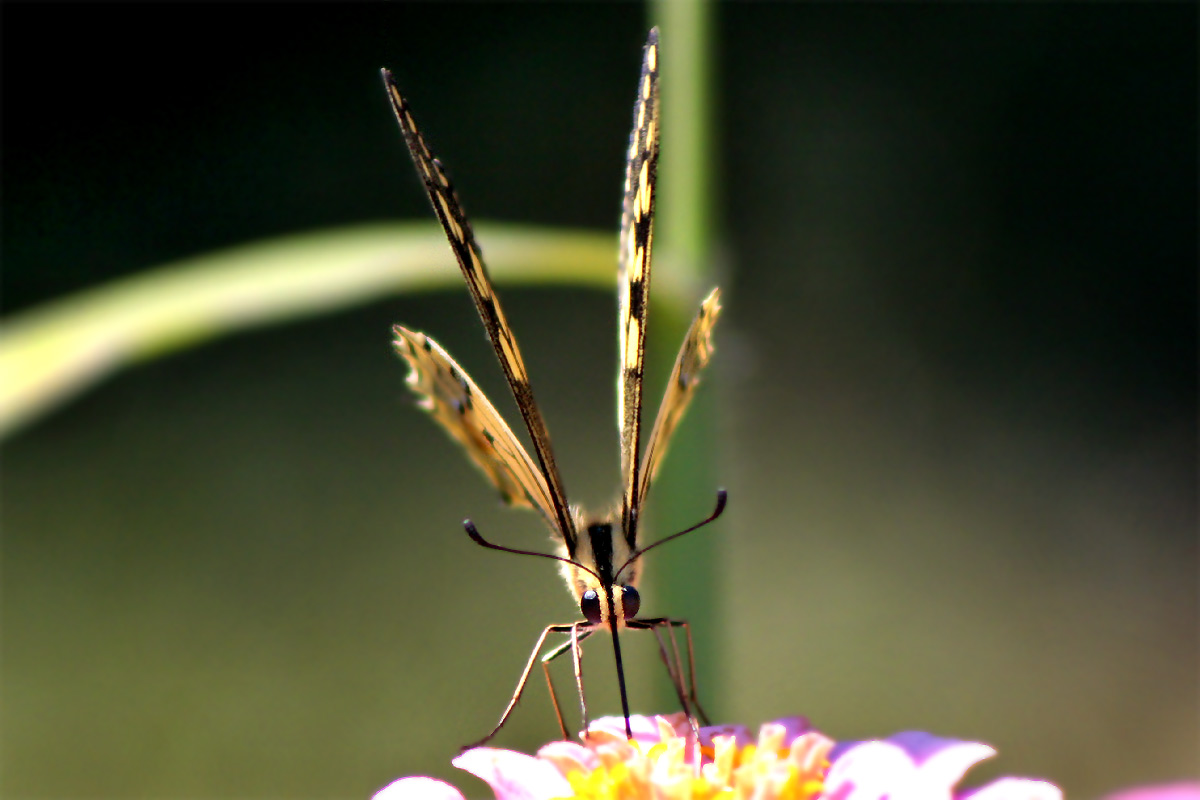 schmetterling