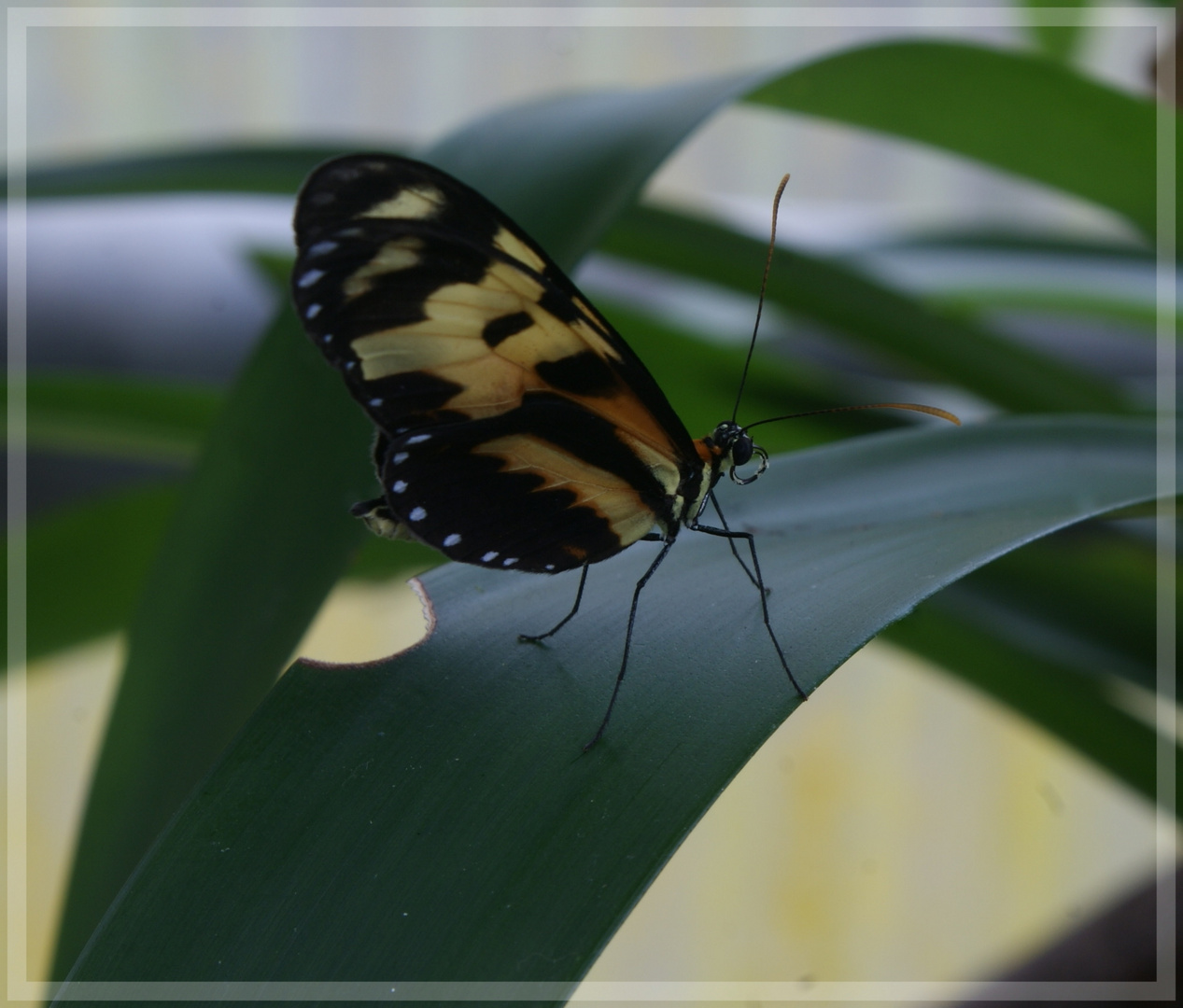 Schmetterling...