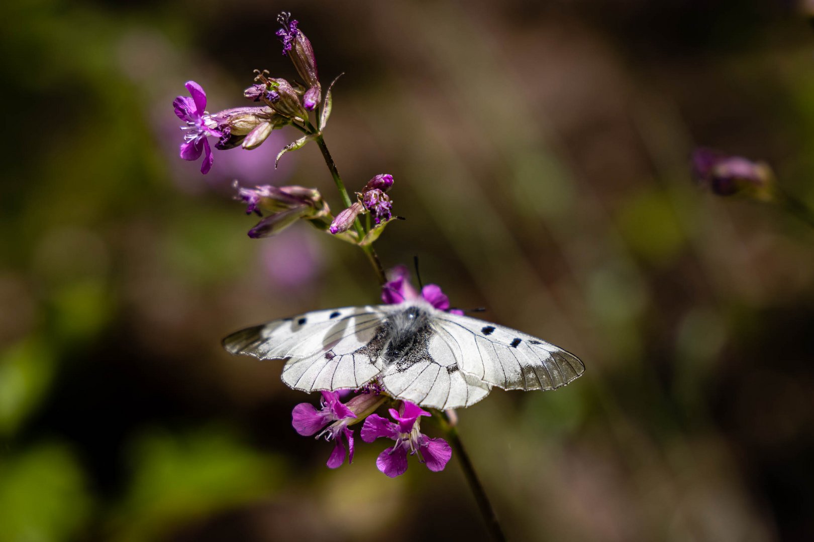 Schmetterling