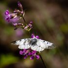 Schmetterling