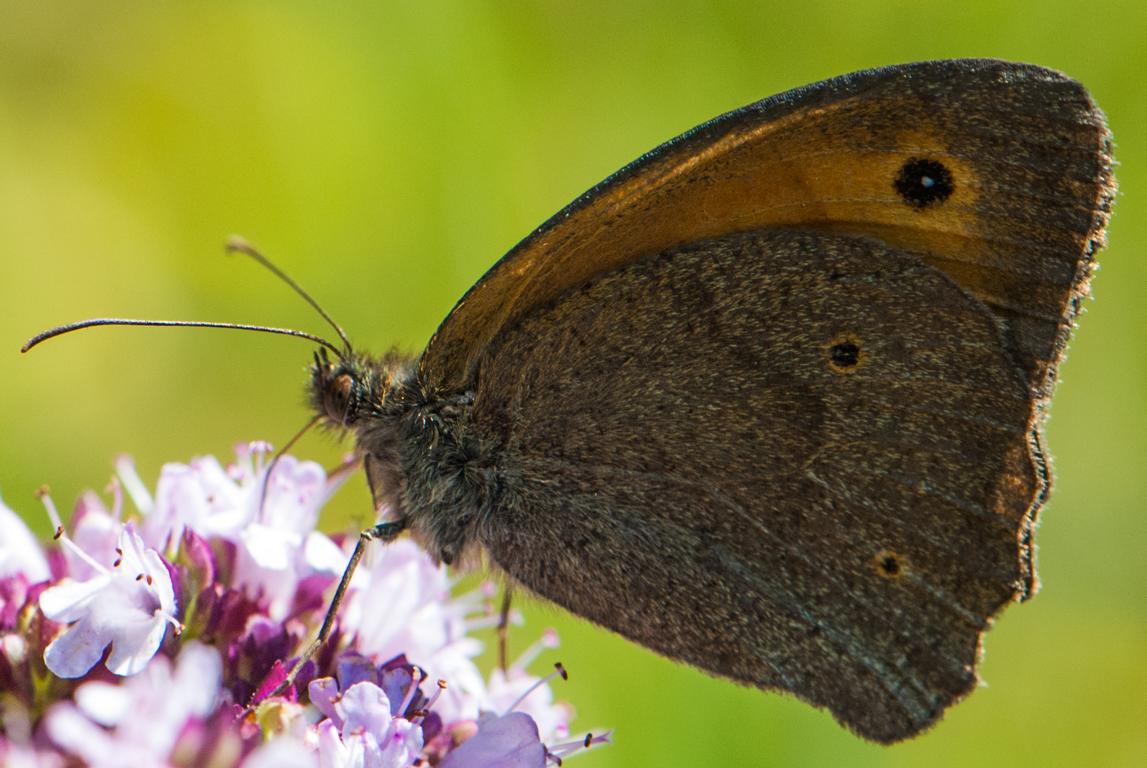 Schmetterling